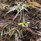 Laceleaf Japanese maple | Acer palmatum Dissectum - Height 50-75cm - 4lt