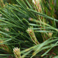 Pinus densiflora 'Alice Verkade' | Japanese red pine - Clear Stem - 40cm - Height 90-95cm - Width 40cm - 25lt