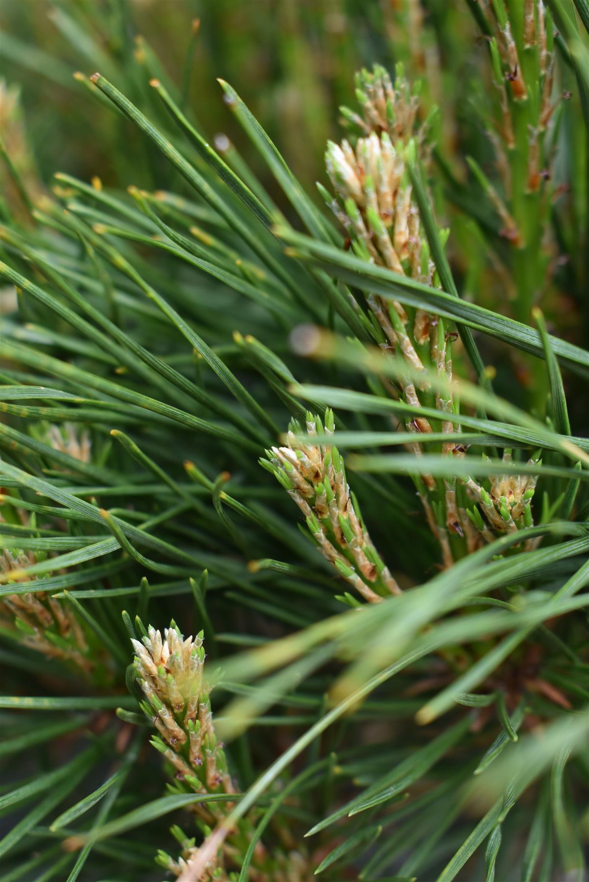 Pinus densiflora 'Alice Verkade' | Japanese red pine - Clear Stem - 40cm - Height 90-95cm - Width 40cm - 25lt