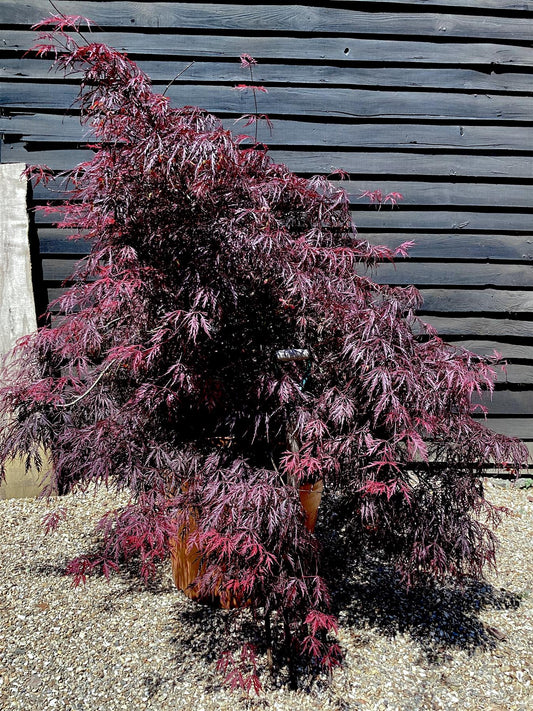 Acer palmatum Inaba-Shidare | Japanese maple 'Inaba-shidare' - 150-170cm - 1/2 Std - 110lt