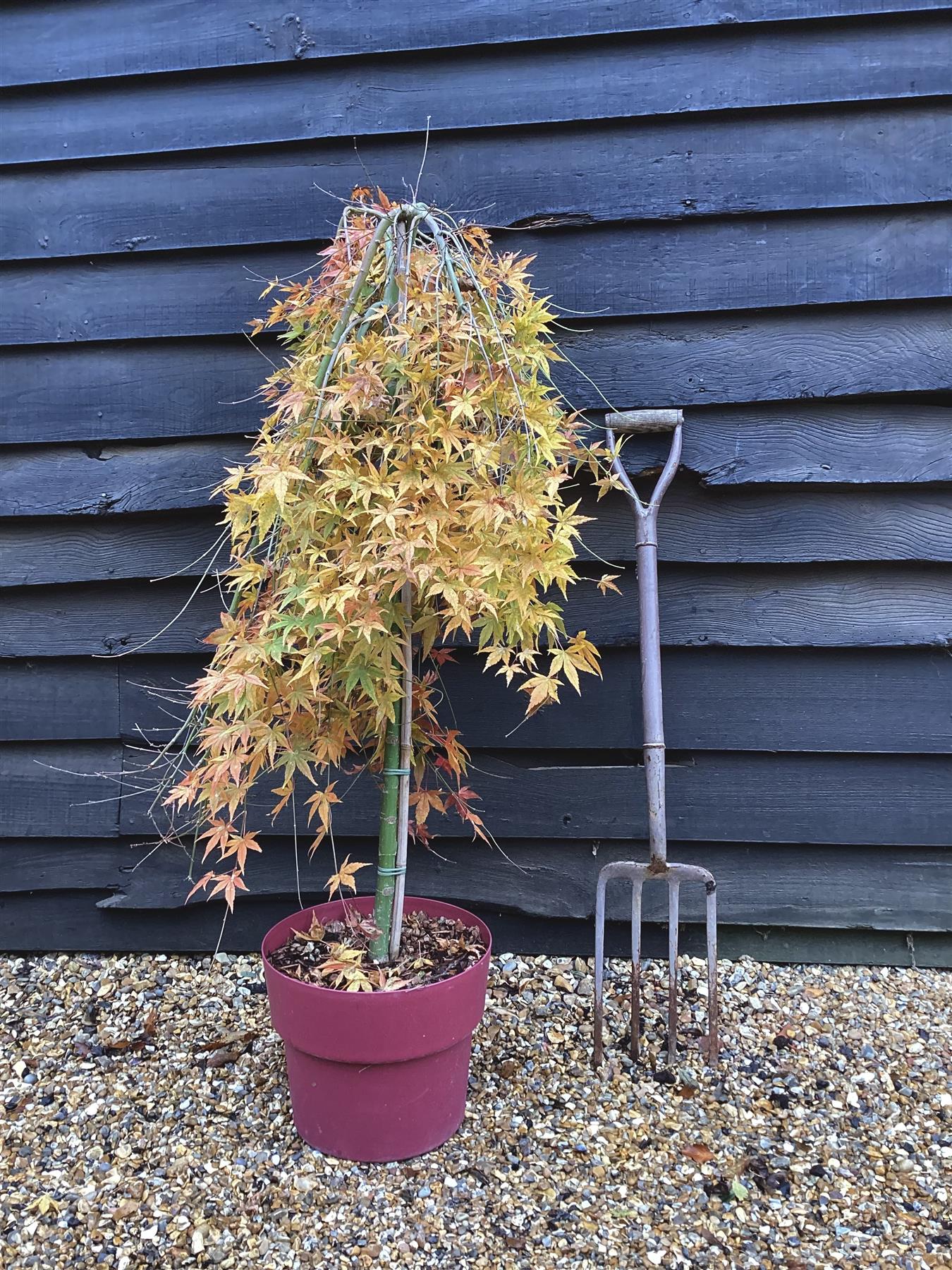 Acer palmatum 'Ryusen' | Japanese maple 'Ryusen' - 90-100cm - 1/2 std - 15lt