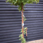 Wisteria 'Prolific' - Purple - Umbrella - Roof Espalier 120-120cm - Height 200cm - 55lt