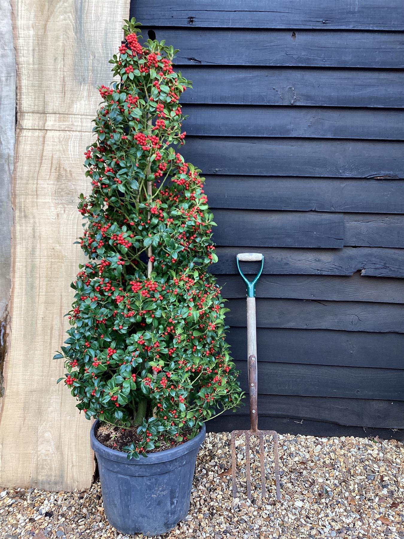 Ilex Meserveae Heckenfee | Blue Holly Heckenfee - Cone - 175cm, 35lt