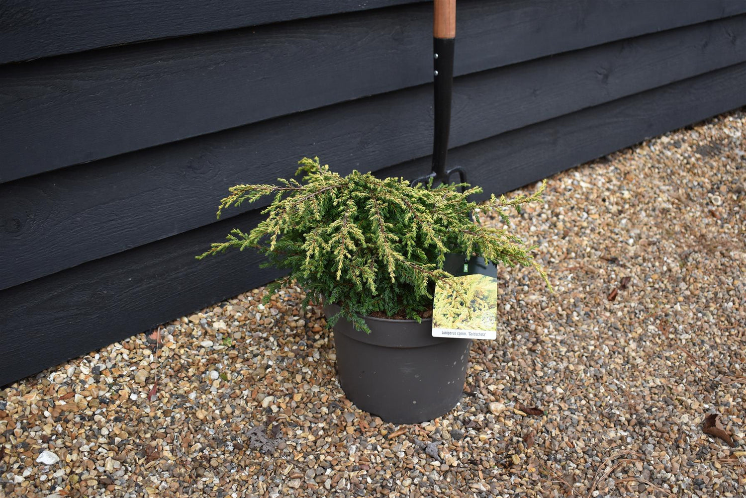 Juniperus communis 'Goldschatz' - Width 40-50cm - Height 15-20cm - 7.5lt