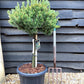 Pinus mugo 'Carsten's Wintergold' - Clear Stem - 100-120cm - 25lt