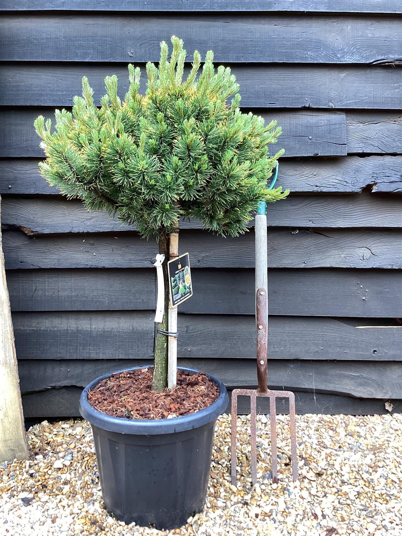 Pinus mugo 'Carsten's Wintergold' - Clear Stem - 100-120cm - 25lt