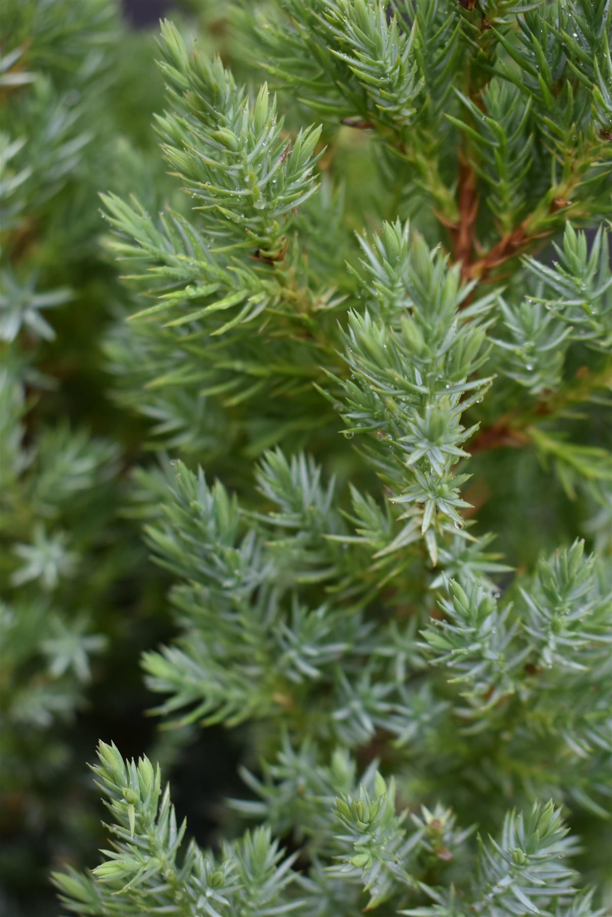 Juniperus chinensis 'Stricta' - 40-50cm, 2lt