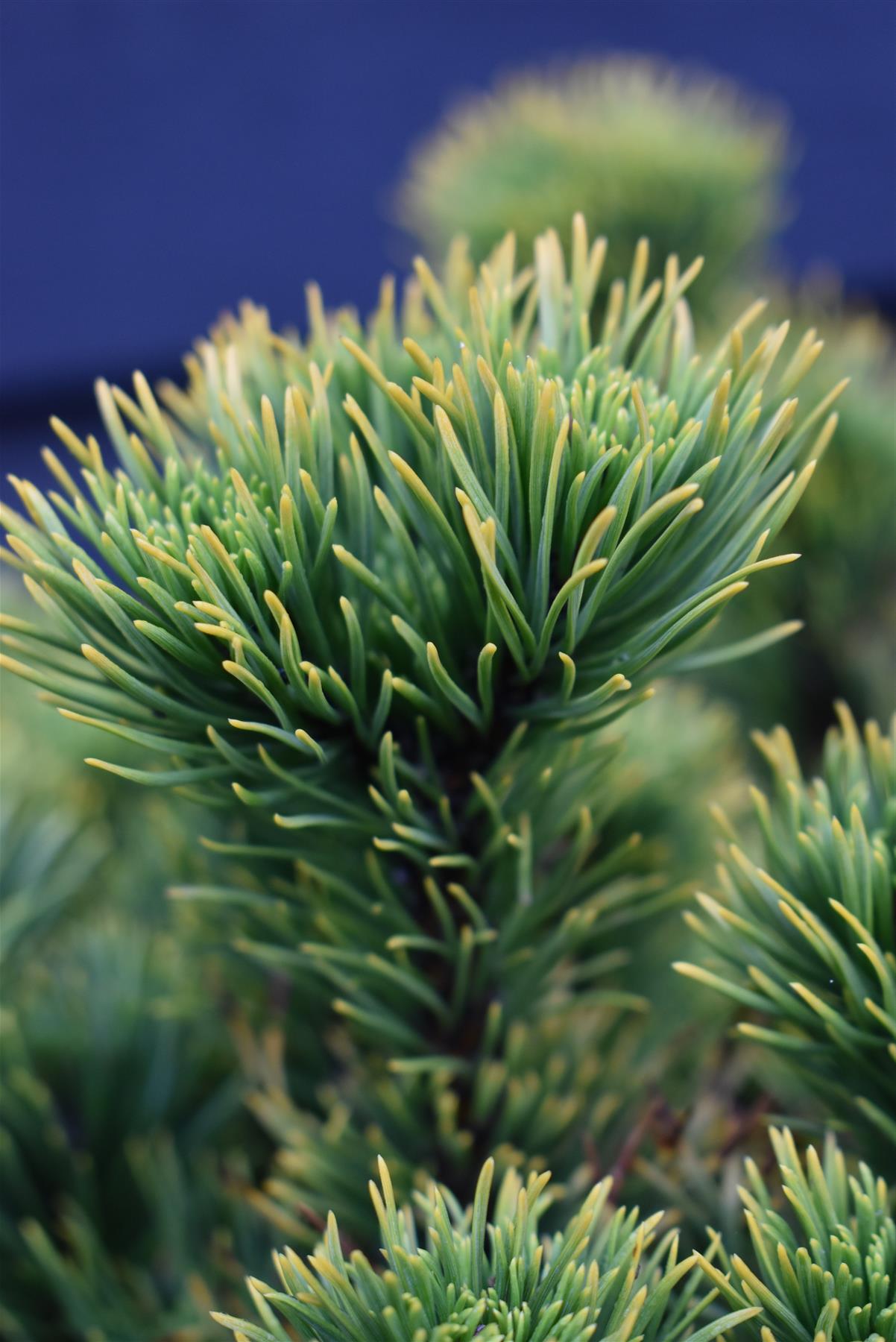 Pinus mugo 'Carsten's Wintergold' - Height 55cm - Width 100-110cm - 80lt