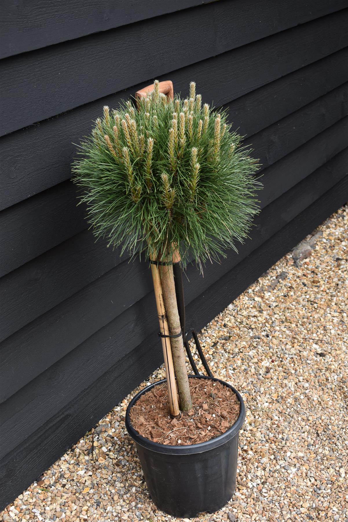 Pinus nigra 'Summer Breeze' | Austrian pine - Clear Stem 40cm - Height 80-90cm - Width 40cm - 15lt