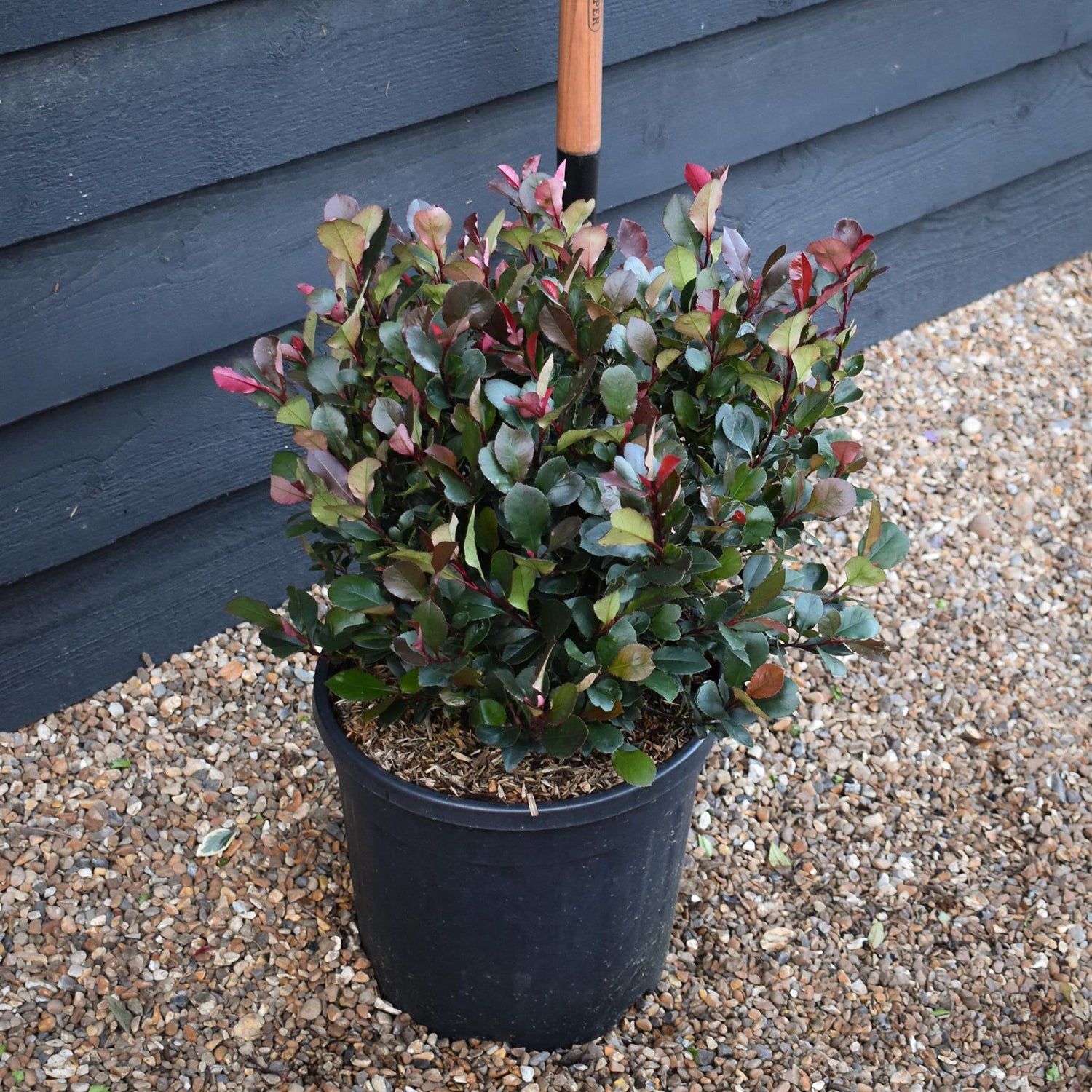 Photinia x fraseri Little Red Robin | Christmas berry 'Little Red Robin' - Ball - Height - 40-50cm - 18lt