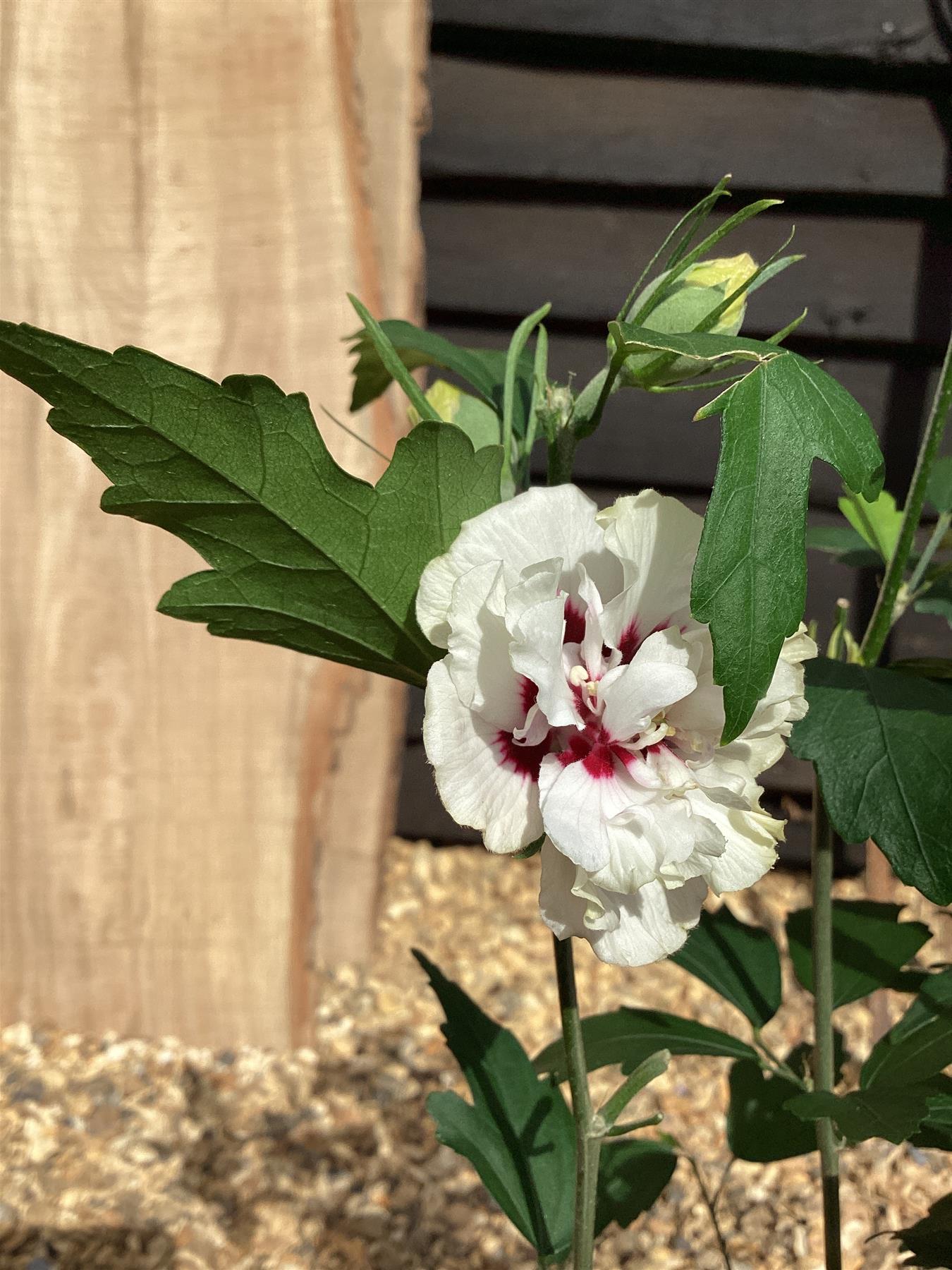 Hibiscus syriacus 'Speciosus' | Rose of Sharon 'Speciosus' - 50-60cm, 3lt