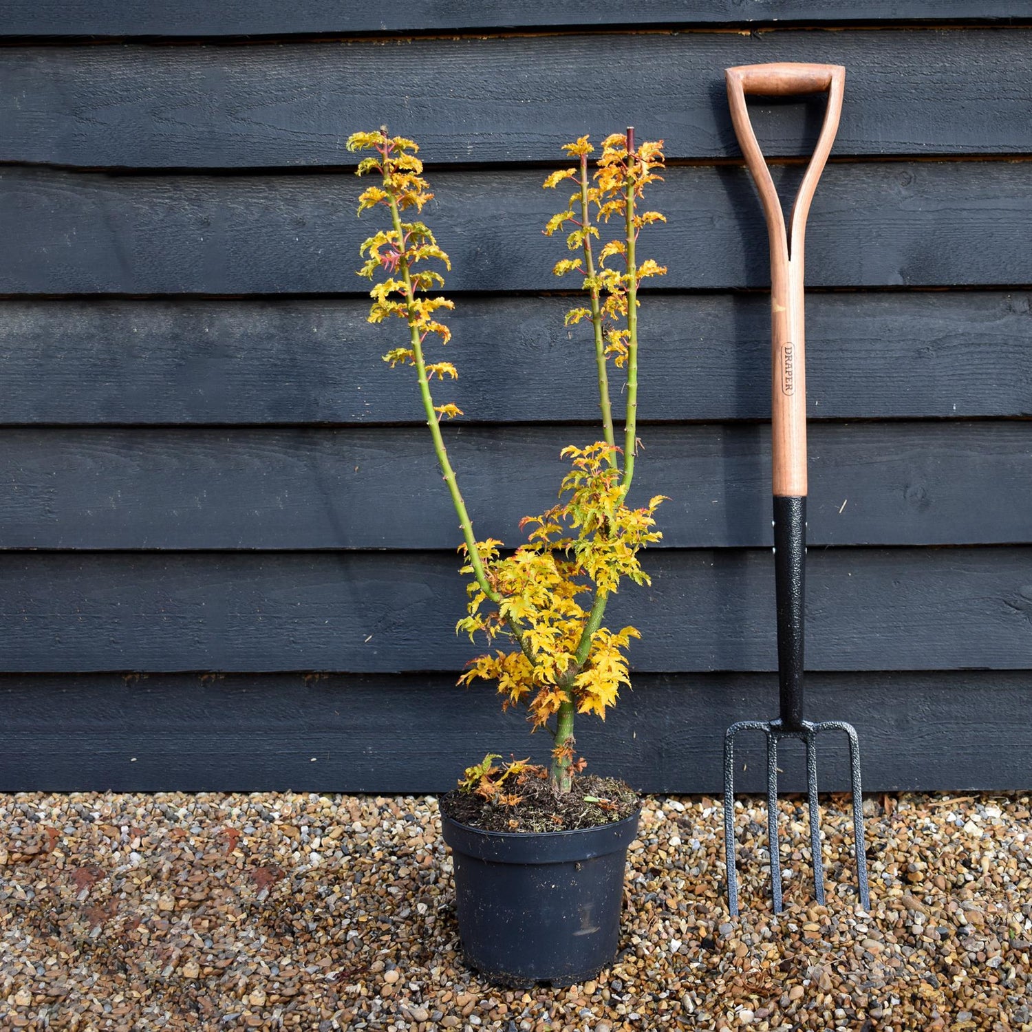 Shishi Gashira Maple | Acer palmatum 'Crispifolium'   - Bushy - Height 60-80cm - 18-20lt