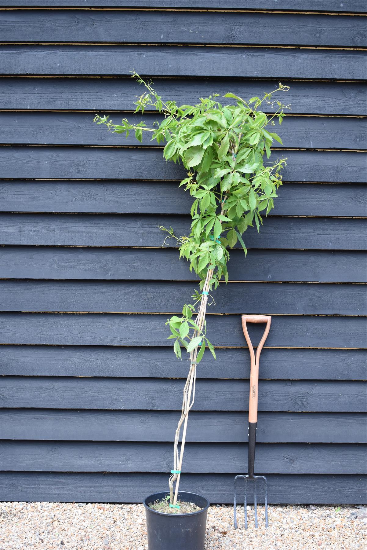 Parthenocissus quinquefolia | American Ivy | Virginia Creeper- 150cm- 3lt