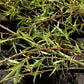 Salix babylonica var. pekinensis 'Tortuosa' | Corkscrew Willow - 400-410cm, 55lt