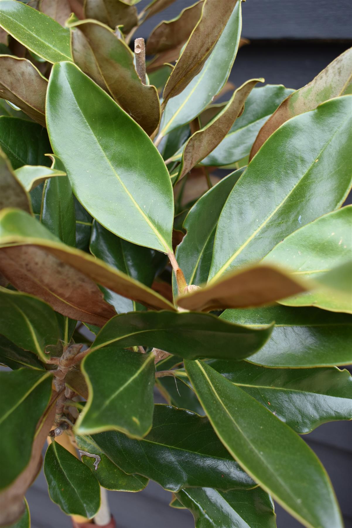 Magnolia grandiflora 'Little Gem'| Southern Magnolia - Clear Stem 90cm - Height 150-160cm - 15lt