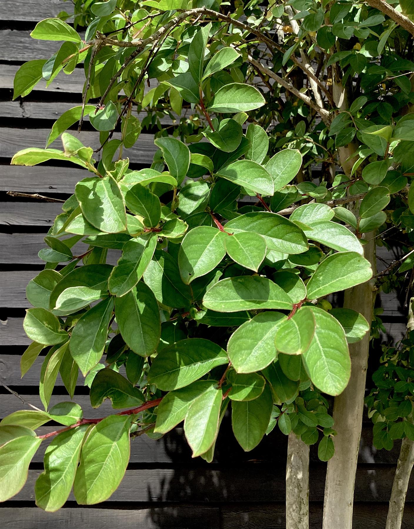 Lagerstroemia Indica | Crape myrtle - Mature Tree - 380-400cm - 180lt