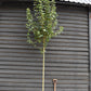 Acer campestre 'Fastigiatum' - Clear Stem - Height 290-320cm - Girth 8-10cm - 70lt