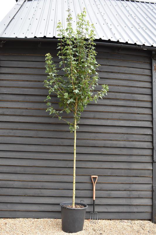 Acer campestre 'Fastigiatum' - Clear Stem - Height 290-320cm - Girth 8-10cm - 70lt