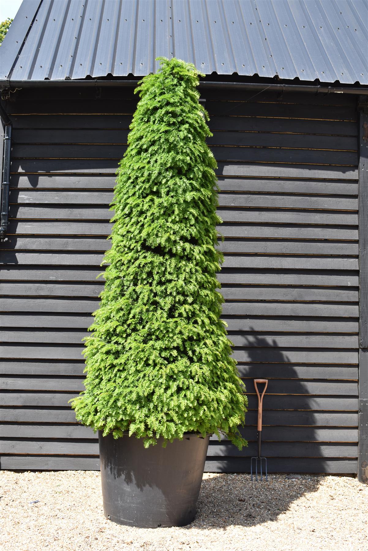 Taxus baccata | Common Yew - Cone - 280-300cm, 350lt