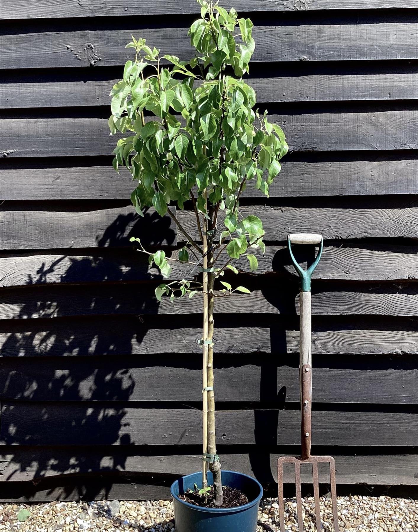 Pear 'Conference' | Pyrus communis - Height 160-180cm - 20lt