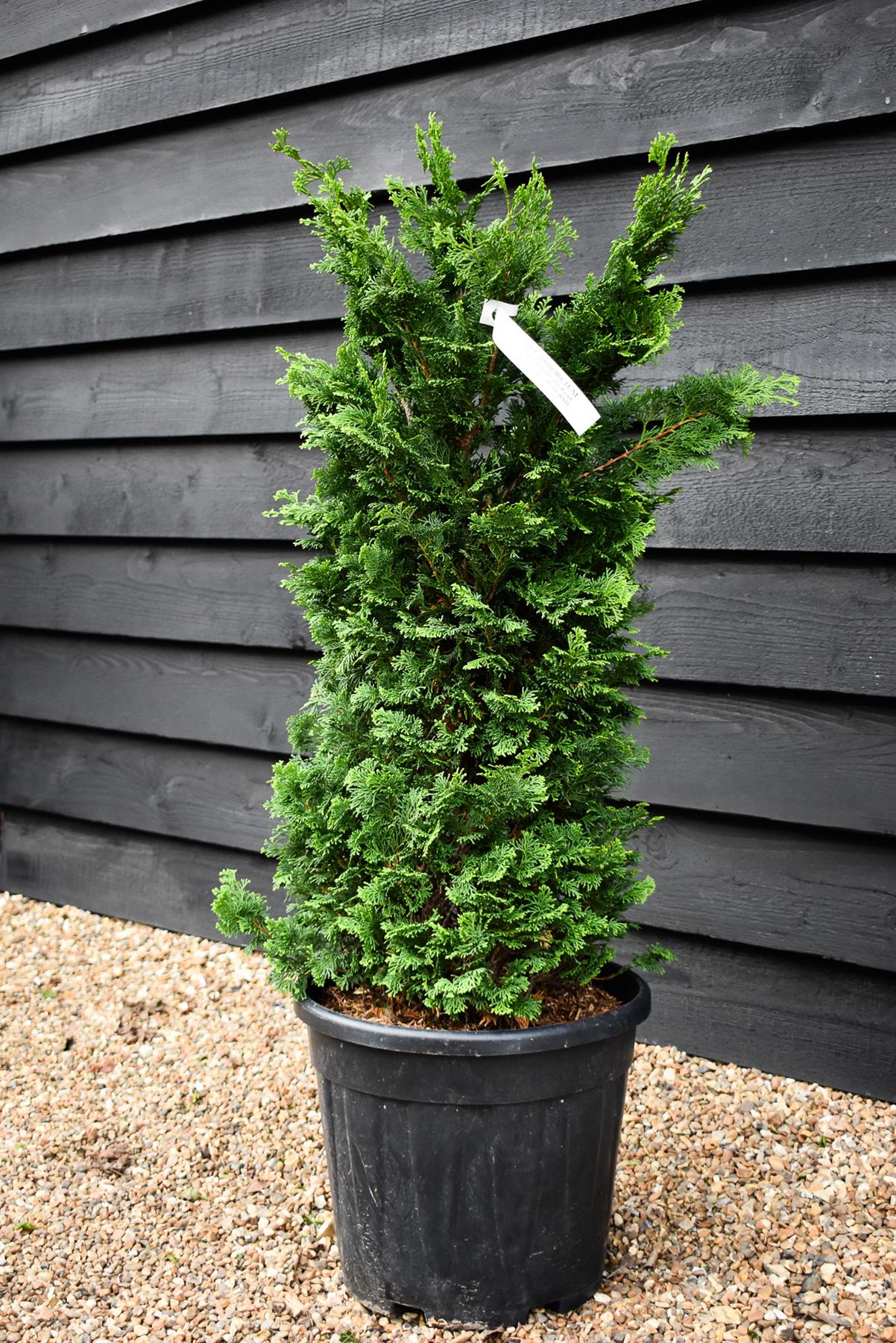 Dwarf Hinoki Cypress | Chamaecyparis obtusa 'Nana Gracilis' - Height 80-100cm -18lt