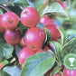 Apple tree 'Discovery' | Malus domestica - M26 - Dwarfing - 130-140cm - 10lt