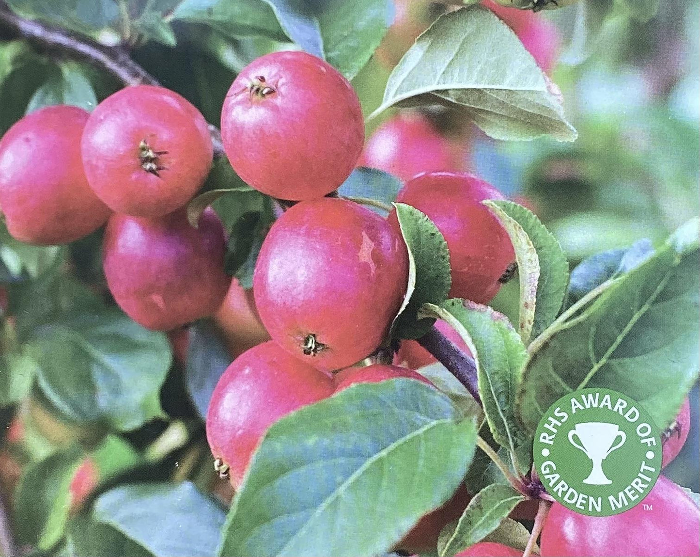 Apple tree 'Discovery' | Malus domestica - M26 - Dwarfing - 130-140cm - 10lt