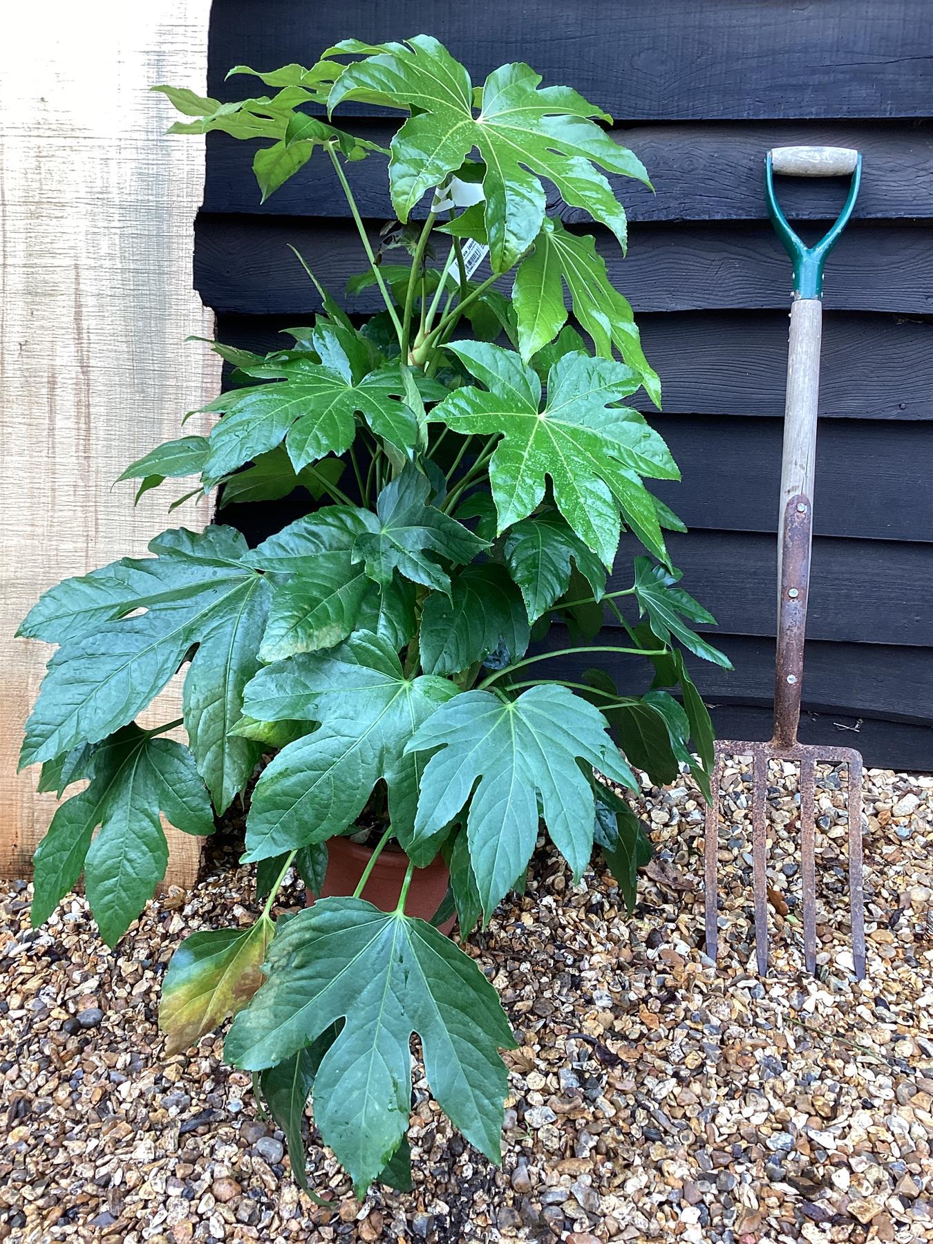 Fatsia japonica | Japanese aralia - 7lt