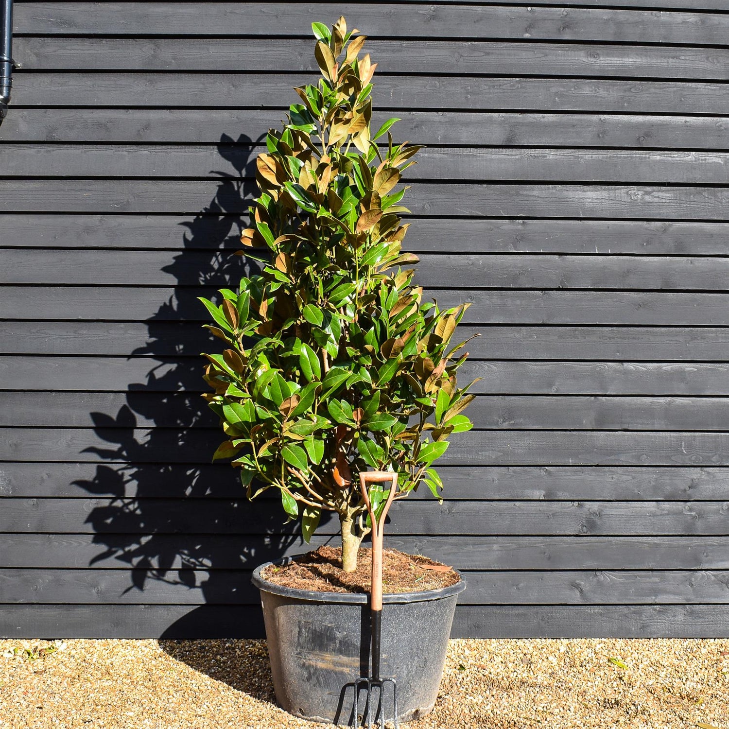 Magnolia grandiflora - Bushy Tree - Height - 210-240cm - 160lt