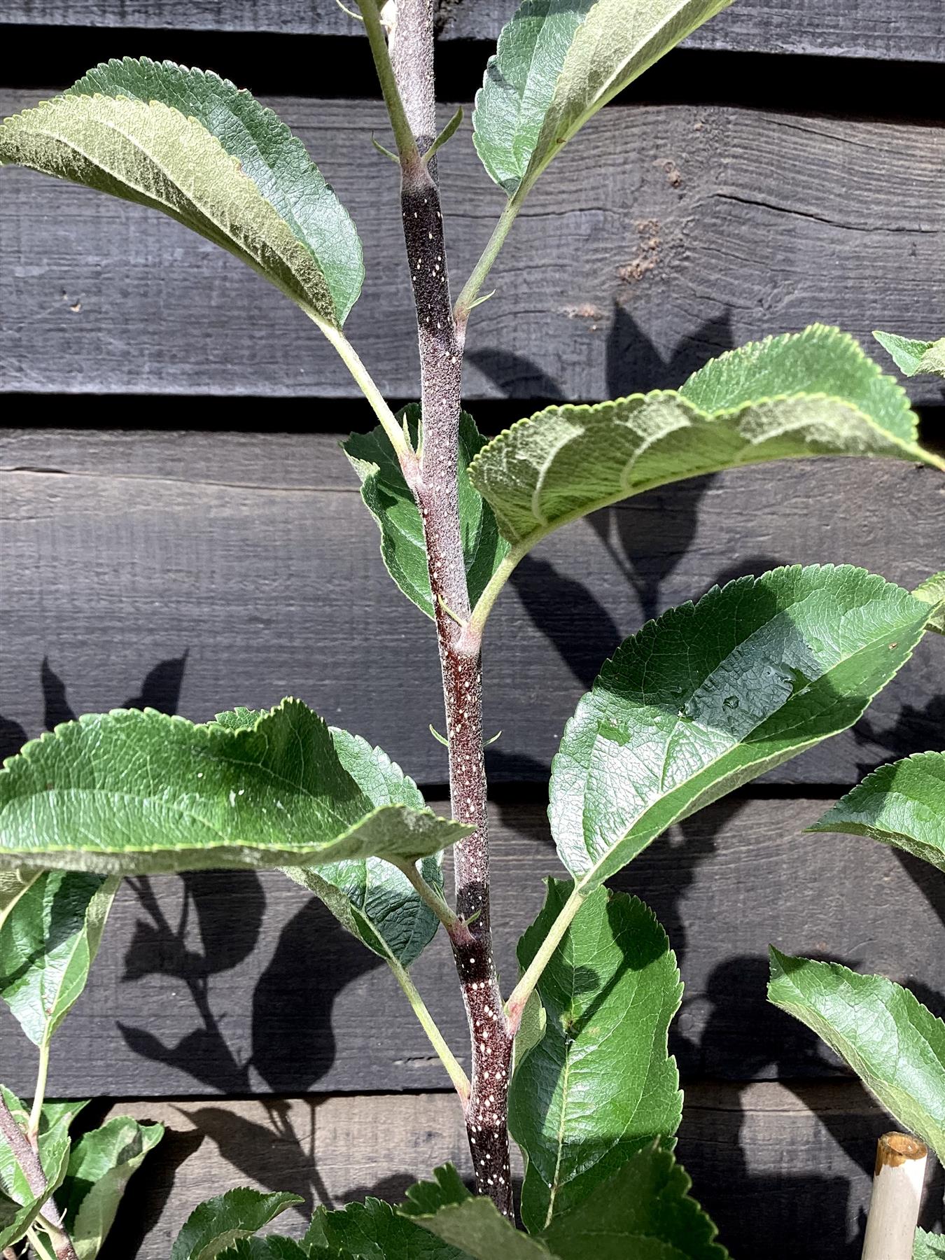 Apple tree 'Golden Delicious' | Malus Domestica - M26 - Dwarfing - 140-150cm - 10lt