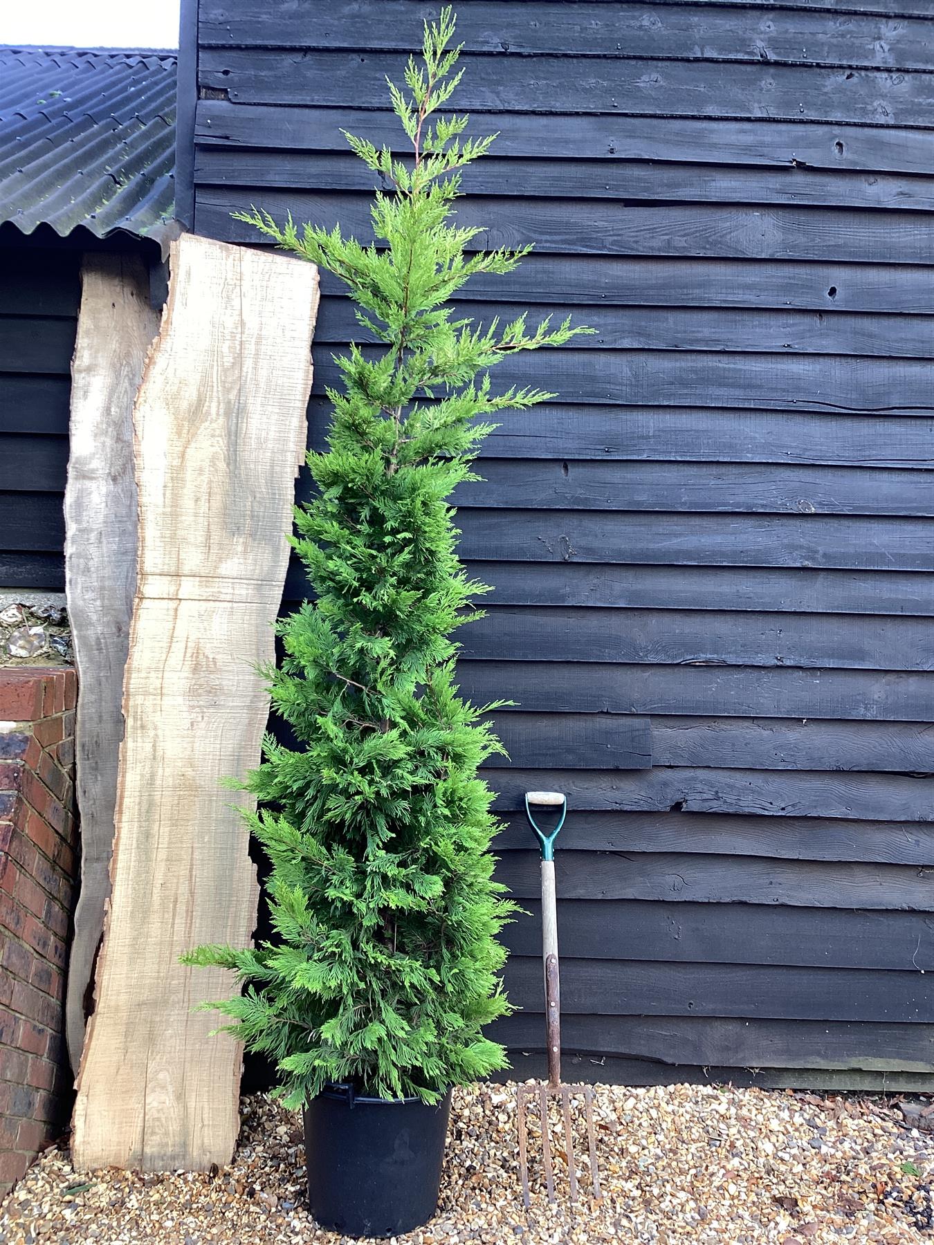 Cuprocyparis leylandii 'Gold Rider' - 250-260cm - 40lt