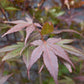 Acer palmatum 'Atropurpureum' | Red Leaf Japanese maple - 150-200cm - 30-35lt