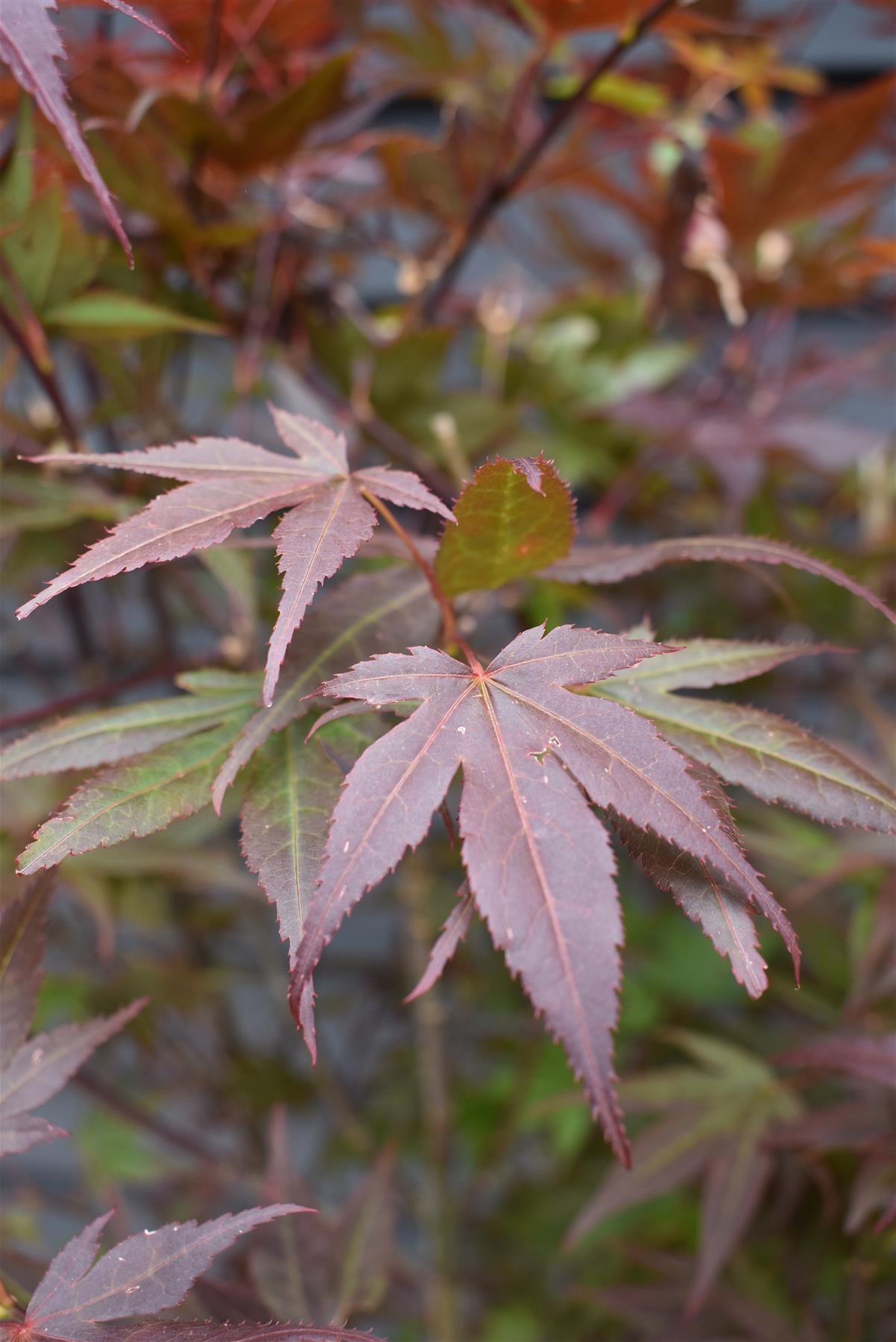 Acer palmatum 'Atropurpureum' | Red Leaf Japanese maple - 150-200cm - 30-35lt