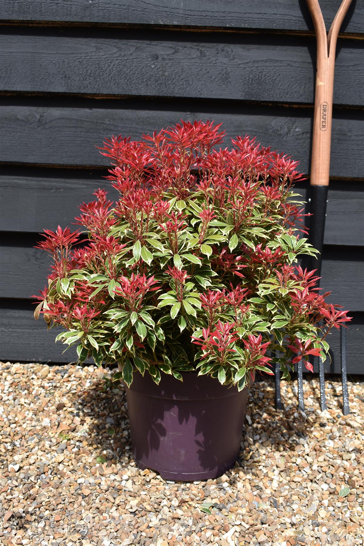 Pieris Japonica 'Carnaval' - Height 30-40cm - Width 40cm - 7lt