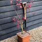 Acer palmatum 'Extravaganza' - Bushy - Height 120-130cm - 20lt