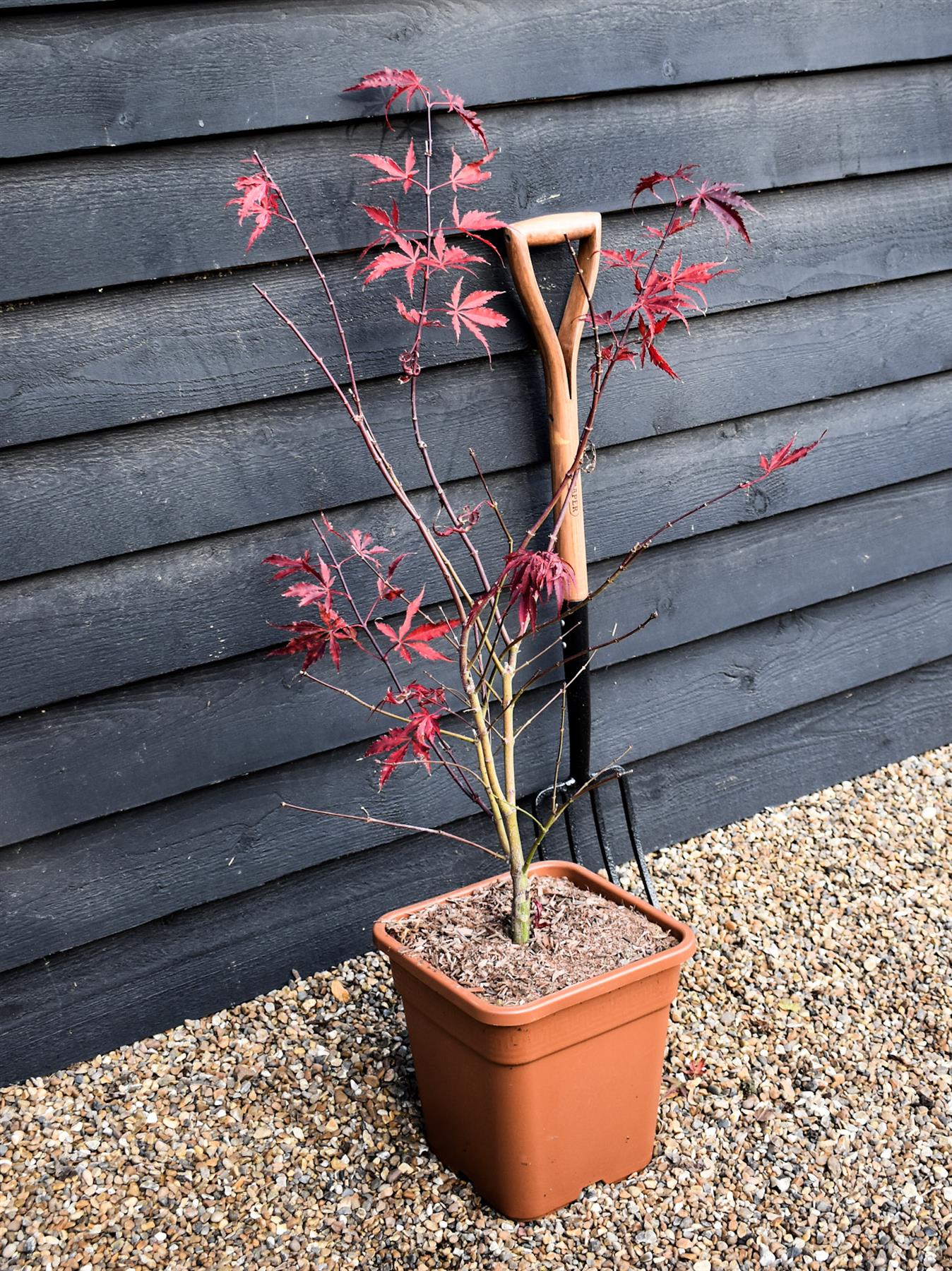 Acer palmatum 'Extravaganza' - Bushy - Height 120-130cm - 20lt