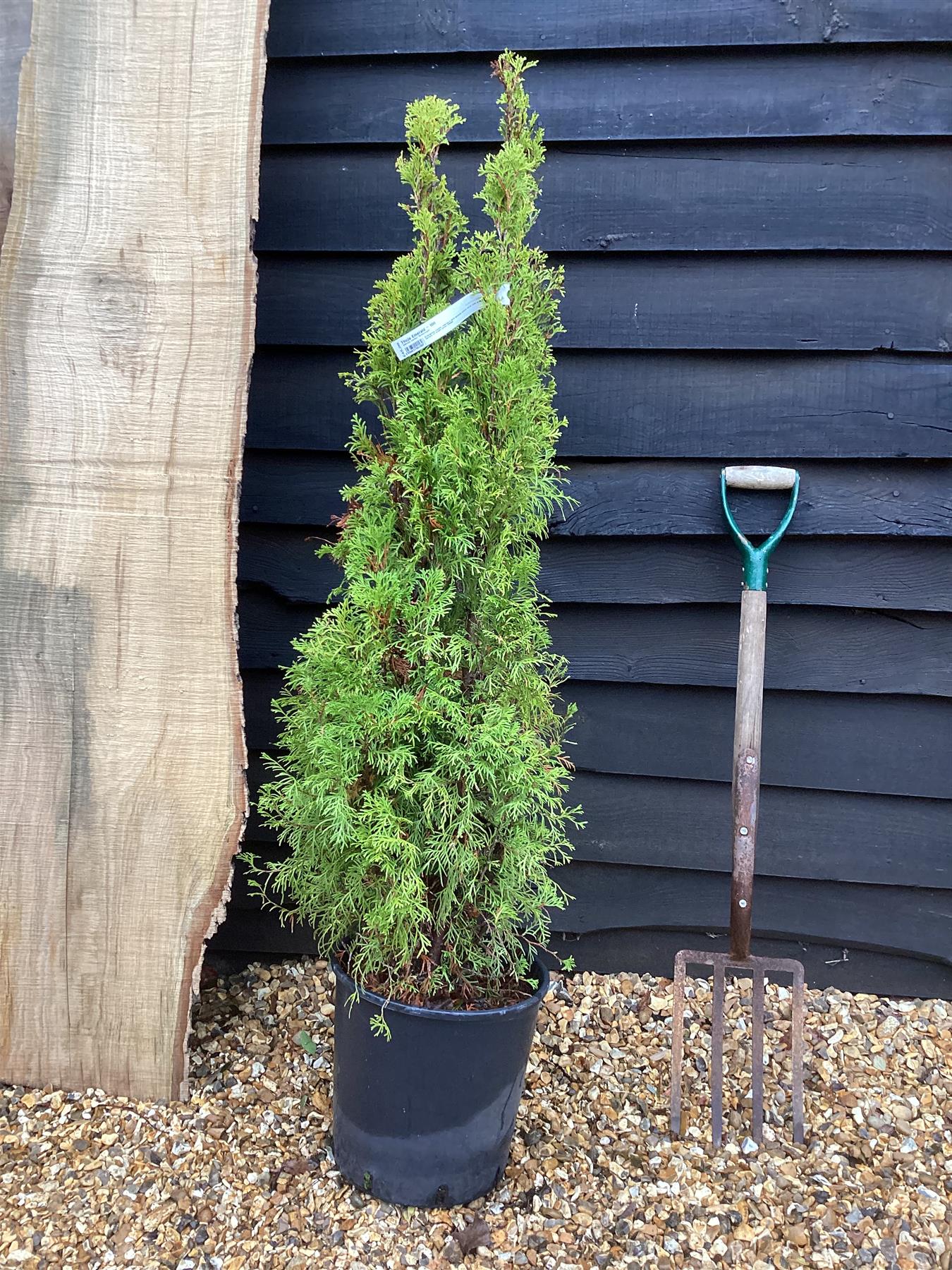 Thuja Emerald - 100-120cm, 10lt