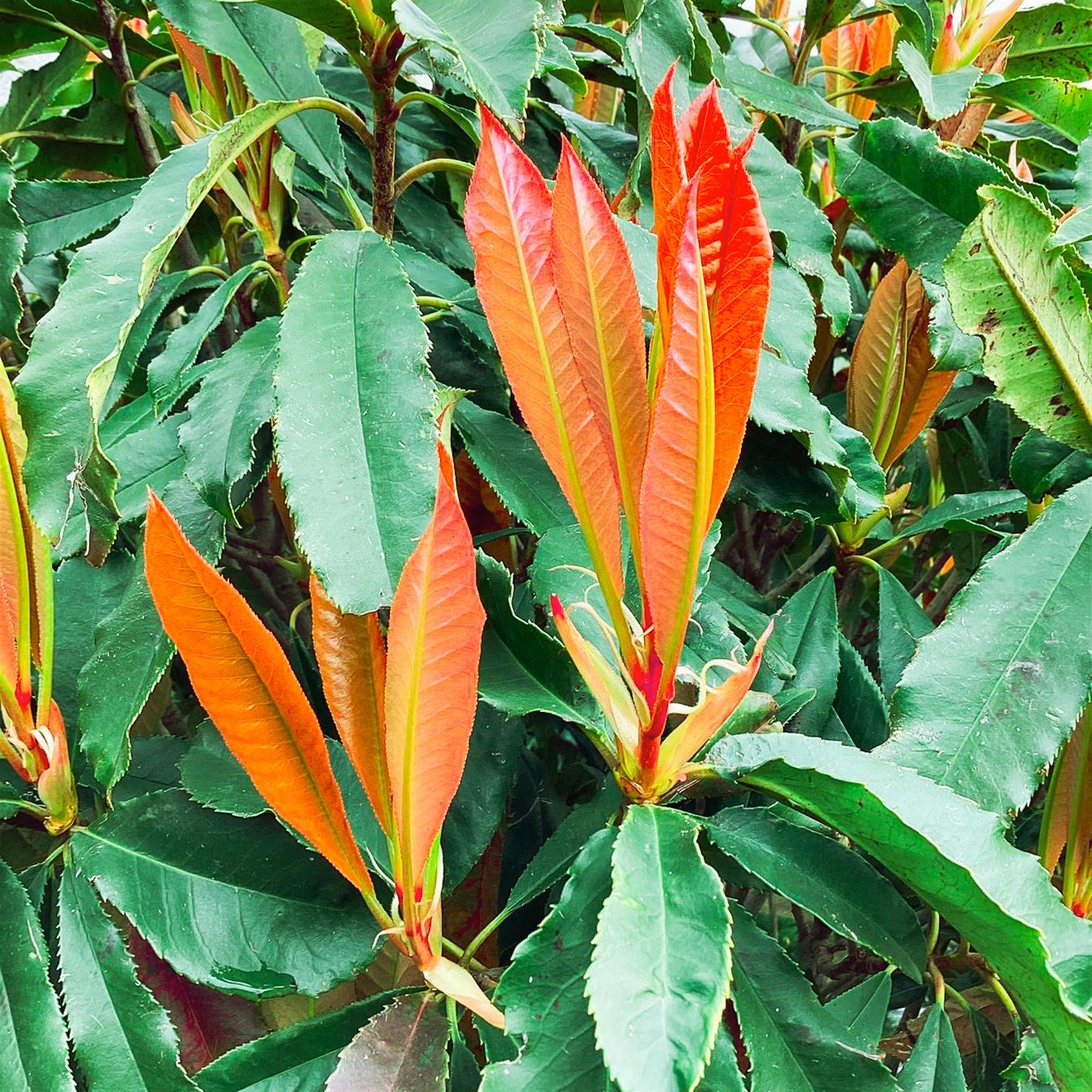 Photinia serratifolia Crunchy | Potinia 'Crunchy' Tree - Clear Stem 100cm - Girth 14-15cm - Height 160-180cm - 45lt