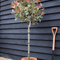 Photinia x fraseri 'Pink Marble' - Half Standard - Clear stem 100cm - Heigh 150-160cm - 18lt