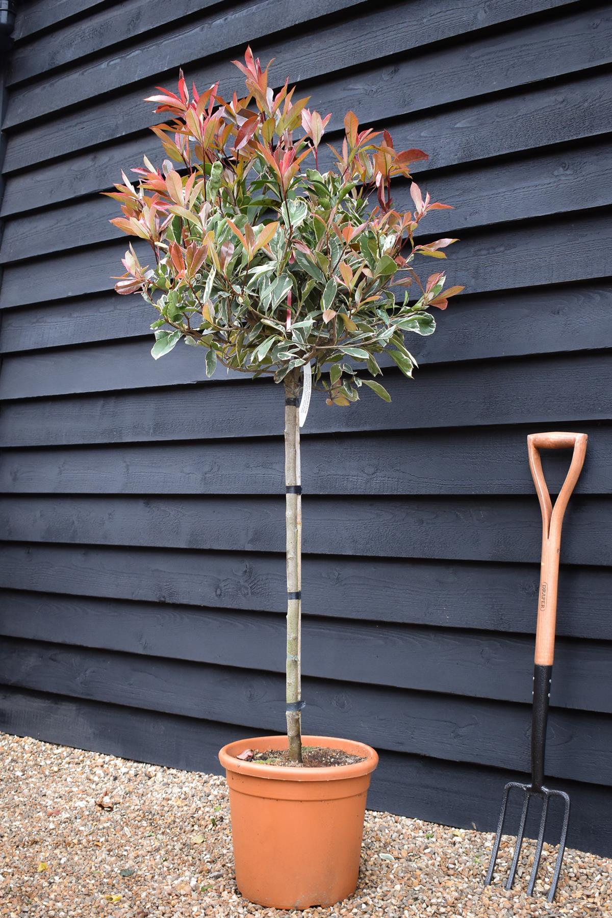 Photinia x fraseri 'Pink Marble' - Half Standard - Clear stem 100cm - Heigh 150-160cm - 18lt