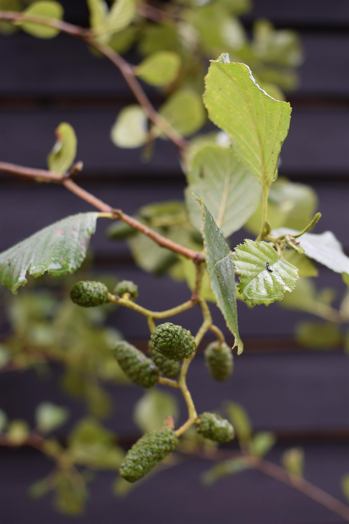 Alder tree | Alnus Glutinosa - Height 300-400cm -  Girth 14-16 - 30-50lt