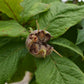 Medlar 'Nottingham' | Mespilus germanica - 150-160cm - 12lt