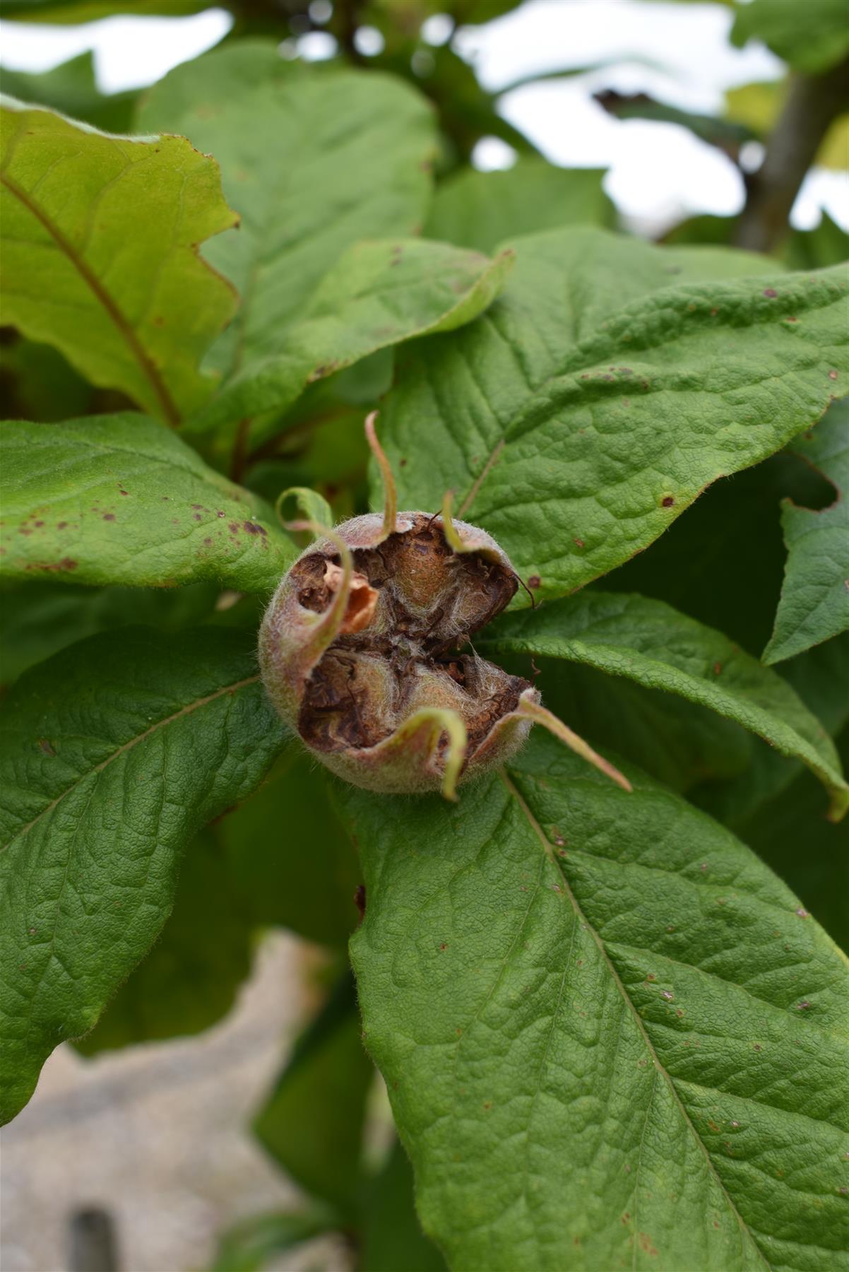 Medlar 'Nottingham' | Mespilus germanica - 150-160cm - 12lt