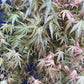 Acer palmatum 'Wilson's Pink Dwarf' | Japanese maple 'Wilson's Pink Dwarf' - 100-150cm - 20lt