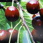 Prunus avium 'Early Rivers' | Cherry 'Early Rivers' - Height 150-160cm - 25lt