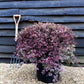 Pittosporum tenuifolium Bannow Bay - Height 40-60cm - Width 70-90cm - 40lt