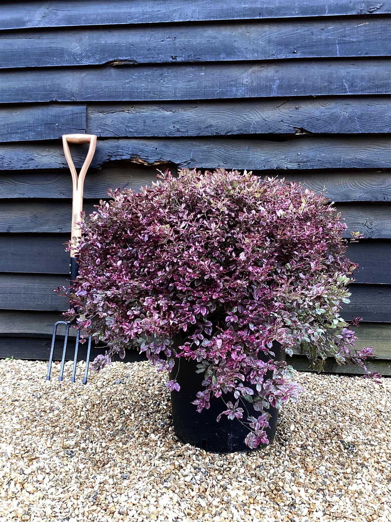 Pittosporum tenuifolium Bannow Bay - Height 40-60cm - Width 70-90cm - 40lt