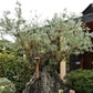 Olive Tree | Olea Europea 1/2 Std - 255-265cm, 500lt