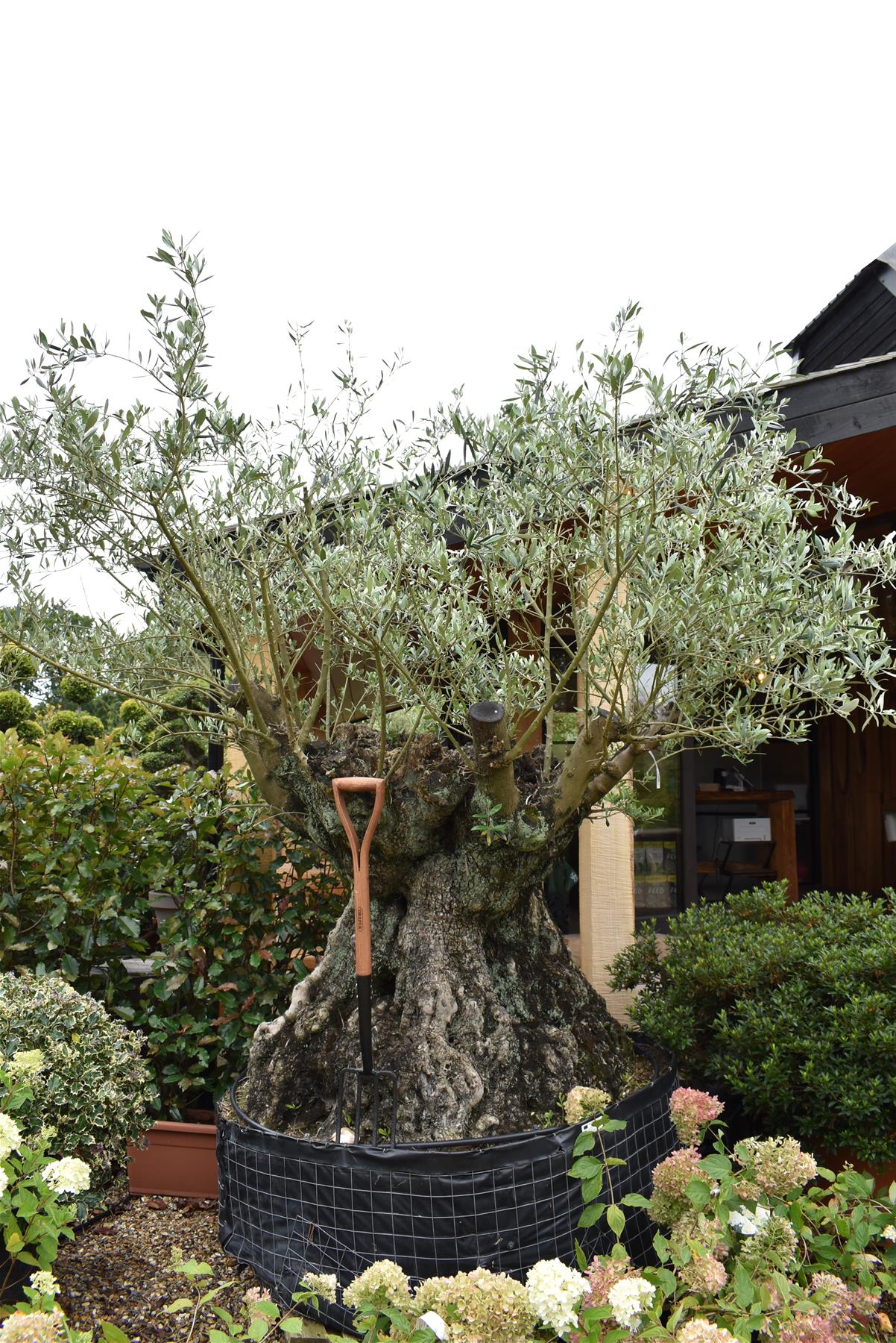 Olive Tree | Olea Europea 1/2 Std - 255-265cm, 500lt