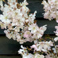 Prunus Pandora | Cherry 'Pandora' - Clear Stem - Standard - Girth 8-10cm - 250-280cm - 70lt